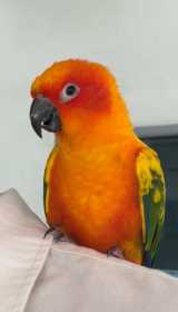 Found Conure