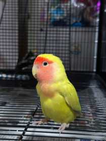 Found Lovebird