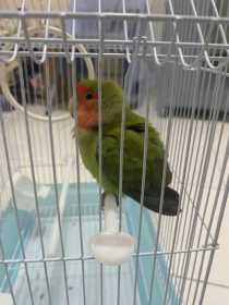 Found Lovebird