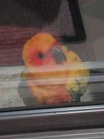 Found Conure