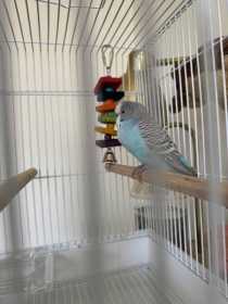 Found Parakeet