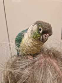 Found Conure