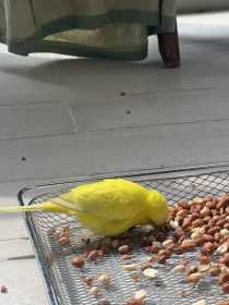 Found Budgerigar
