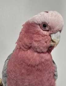 Found Galah Cockatoo