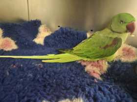 Found Alexandrine
