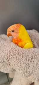 Found Lory / Lorikeet
