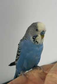Found Budgerigar