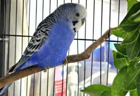 Found Budgerigar