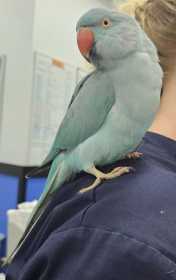 Found Indian Ringneck Parakeet