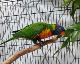 Found Lory / Lorikeet