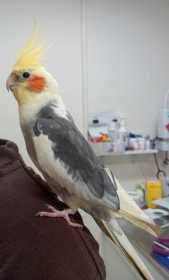 Found Cockatiel