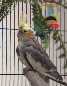 Found Cockatiel