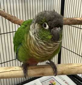 Found Conure