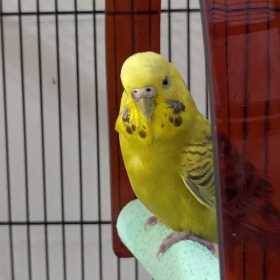 Found Budgerigar