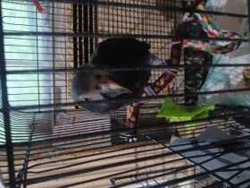 Found African Grey