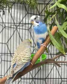 Found Budgerigar
