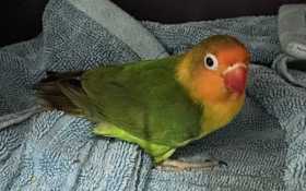 Found Lovebird