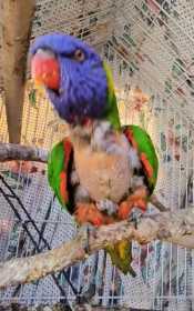 Found Lory / Lorikeet