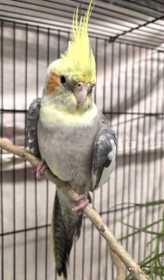 Found Cockatiel