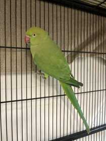 Found Indian Ringneck Parakeet