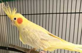 Found Cockatiel