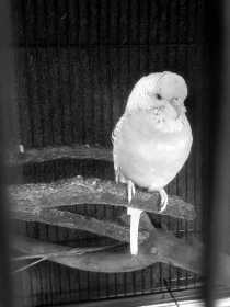 Found Budgerigar