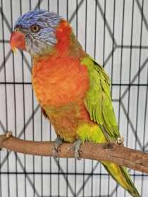 Found Lory / Lorikeet