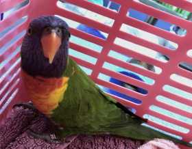Found Lory / Lorikeet