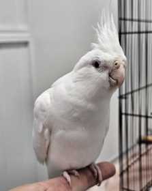 Found Cockatiel