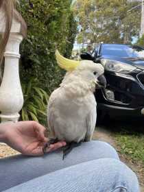 Found Cockatoo