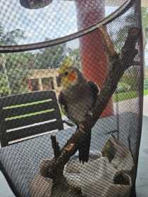 Found Cockatiel