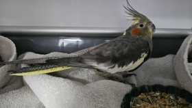 Found Cockatiel