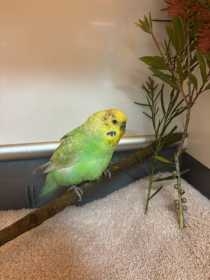 Found Budgerigar