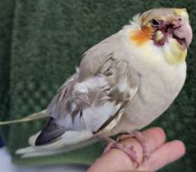 Found Cockatiel
