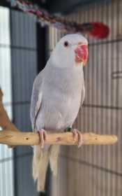 Found Indian Ringneck Parakeet