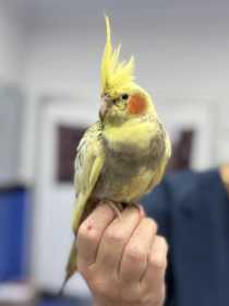 Found Cockatiel