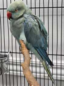 Found Indian Ringneck Parakeet