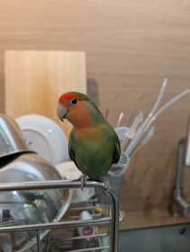 Found Lovebird