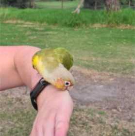 Found Conure