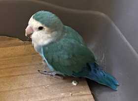 Found Lovebird