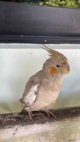 Found Cockatiel