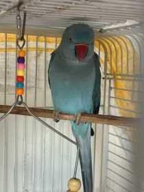 Found Indian Ringneck Parakeet