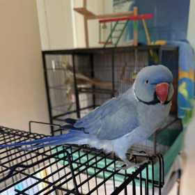Found Indian Ringneck Parakeet