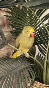 Found Indian Ringneck Parakeet