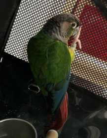 Found Conure