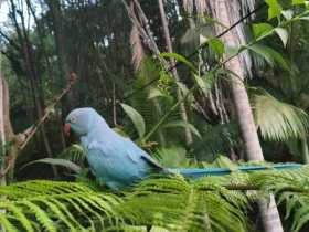 Found Indian Ringneck Parakeet