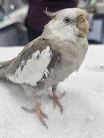 Found Cockatiel