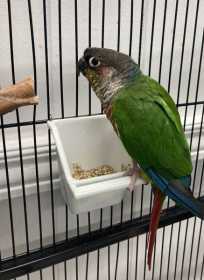 Found Conure