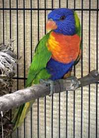 Found Lory / Lorikeet