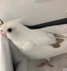 Found Cockatiel